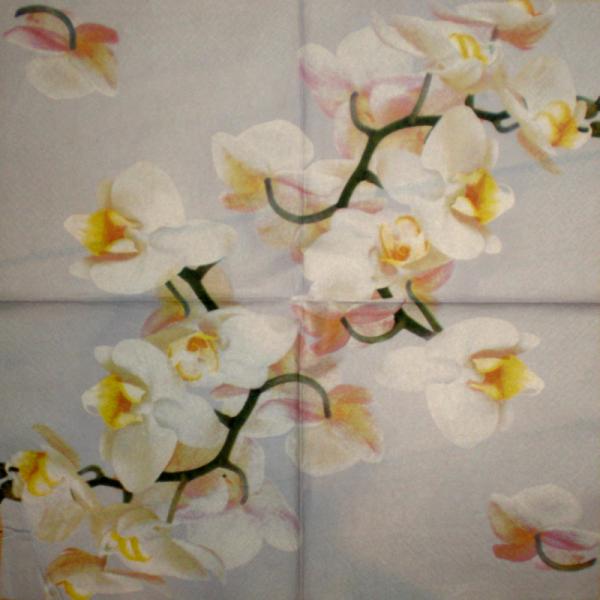 011 Orchideen - 3-lagig - Avantgarde